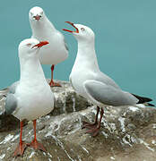 Mouette scopuline