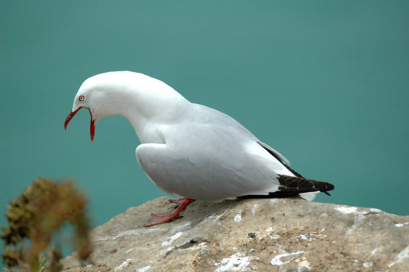 Mouette scopuline