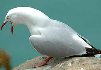 Mouette scopuline