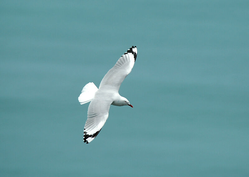 Mouette scopuline