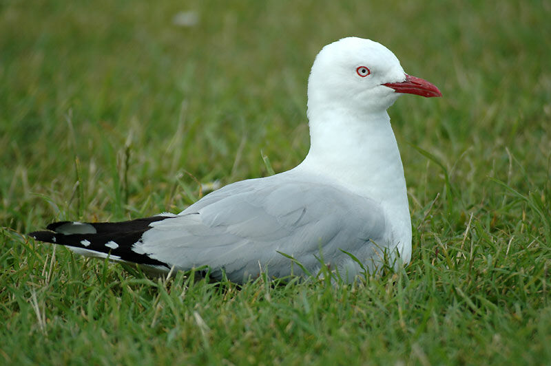 Silver Gull (scopulinus)