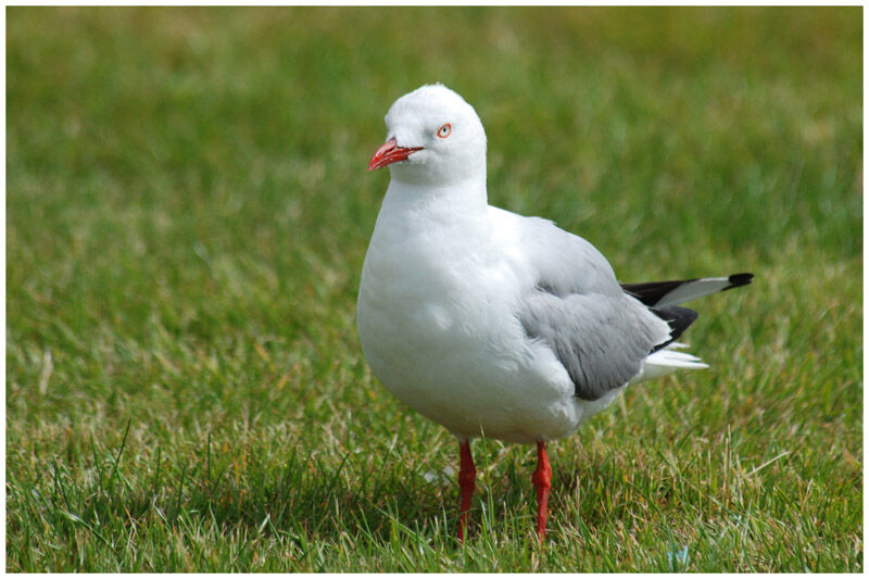 Silver Gull (scopulinus)adult