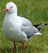 Mouette scopuline