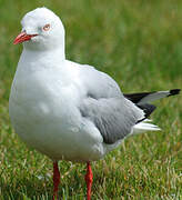 Silver Gull (scopulinus)