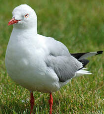 Mouette scopuline