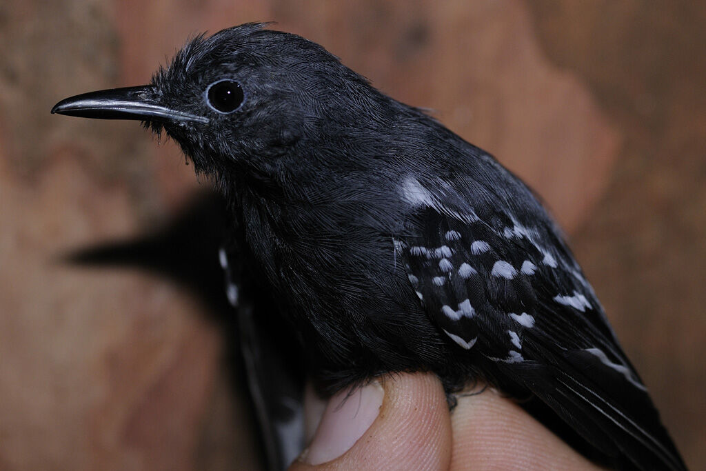 White-flanked Antwrenadult