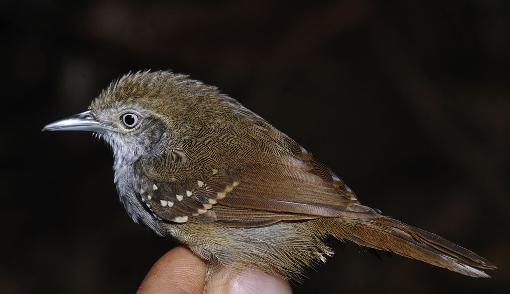 Brown-bellied Stipplethroat male