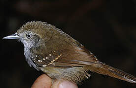 Brown-bellied Stipplethroat