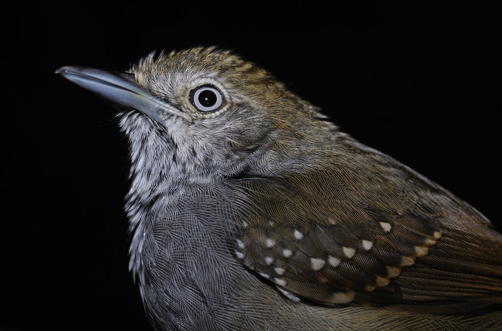 Brown-bellied Antwren male