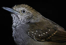 Brown-bellied Stipplethroat