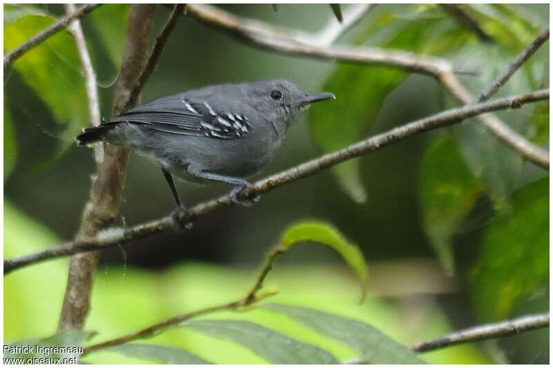 Grey Antwren male adult, identification