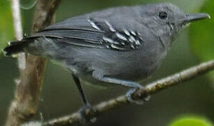 Grey Antwren