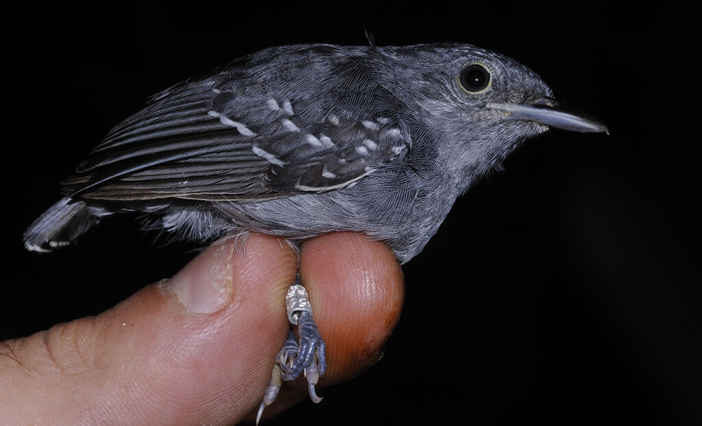 Grey Antwren male adult