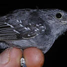 Myrmidon gris