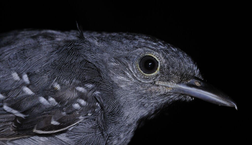 Grey Antwren male adult