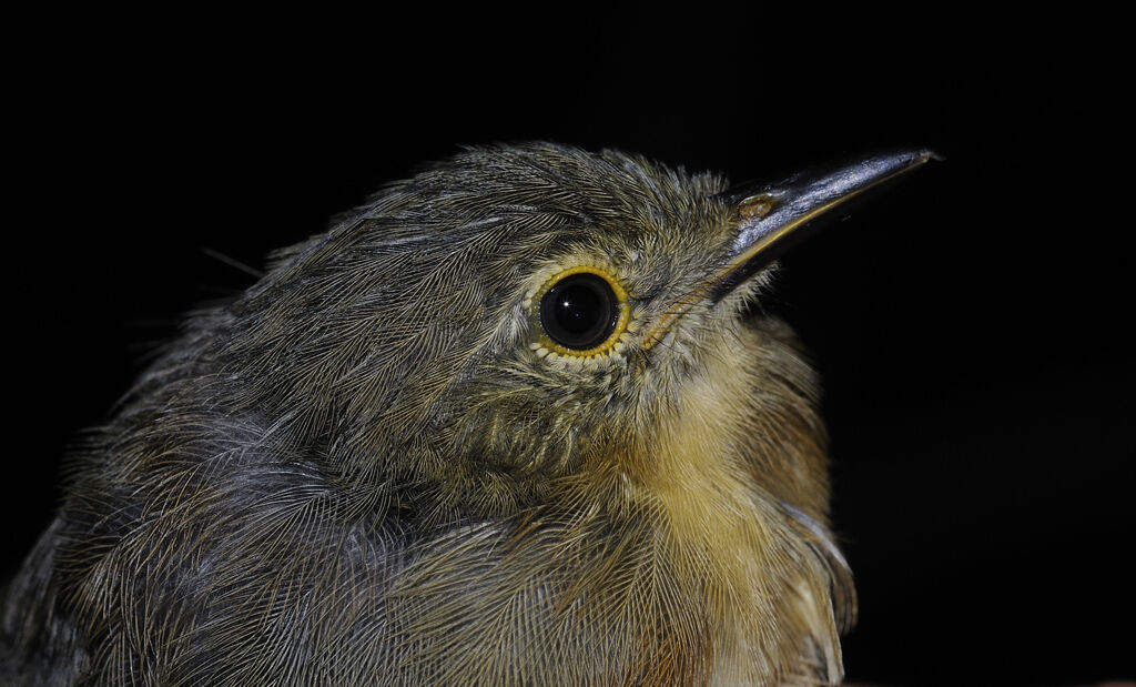 Grey Antwren female