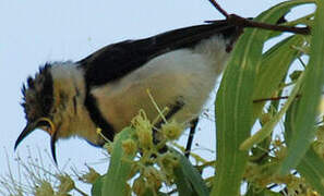 Banded Honeyeater