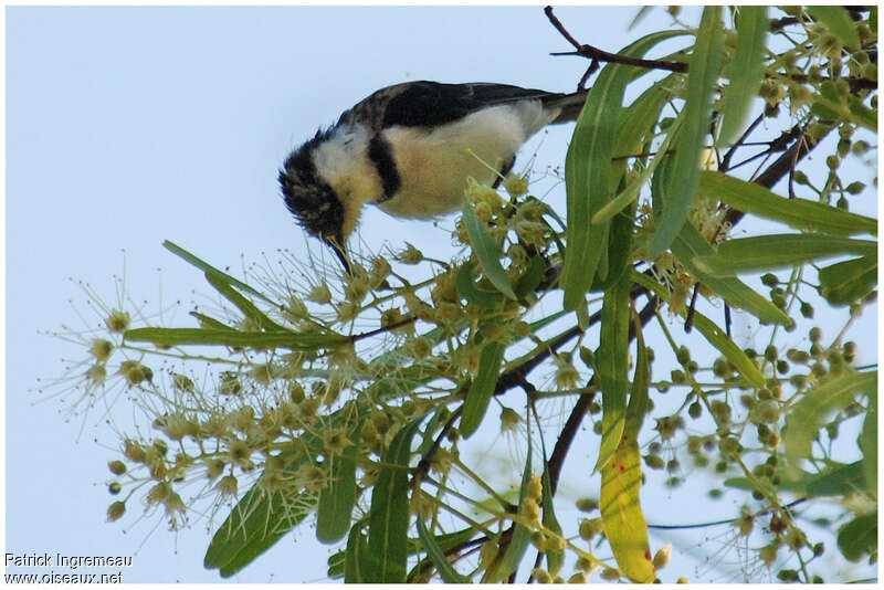 Banded Honeyeateradult