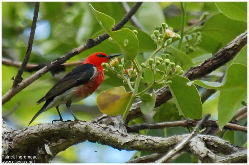 Myzomèle écarlate mâle adulte, identification