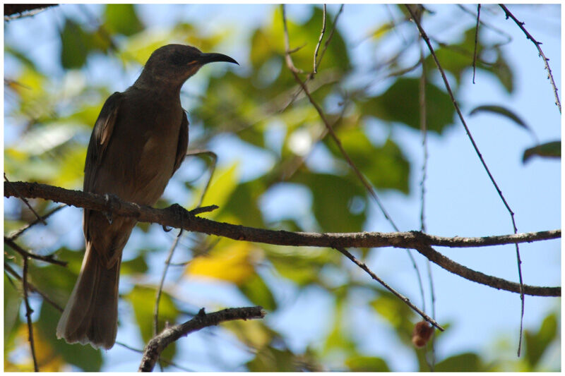 Dusky Myzomela