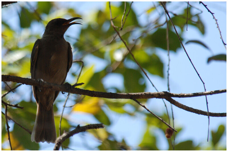 Dusky Myzomela