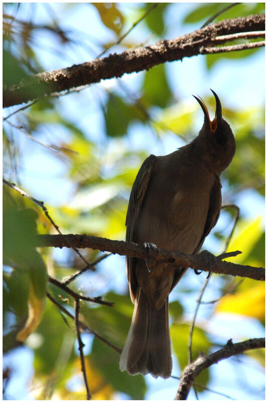 Dusky Myzomela