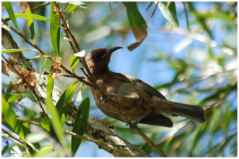 Dusky Myzomela