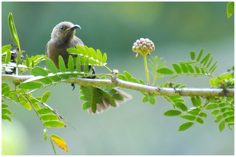 Dusky Myzomela