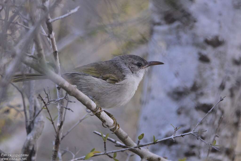 Thamnornissubadult, identification