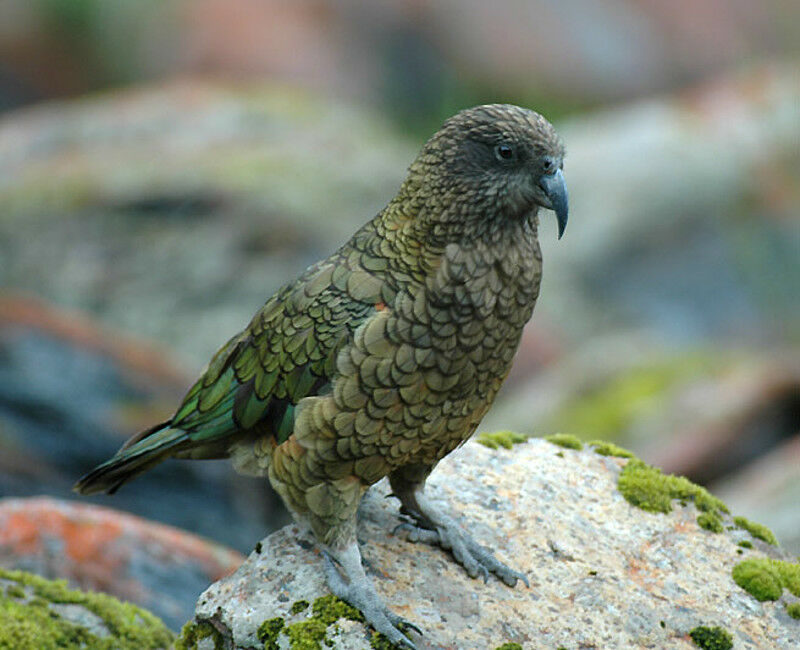 Kea