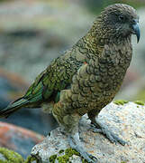 Kea