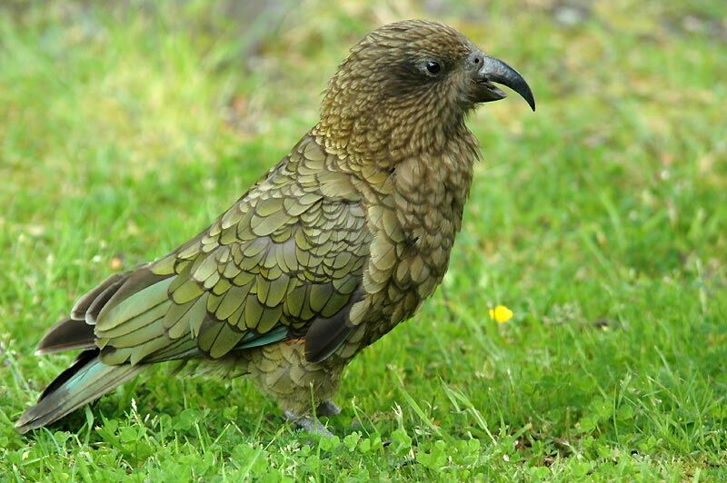 Kea