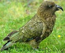 Kea