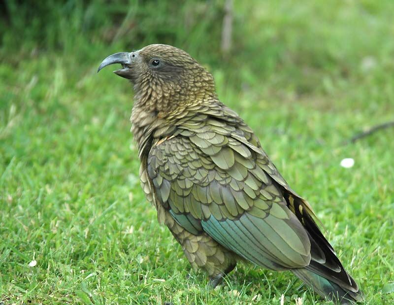 Kea