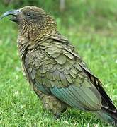 Kea