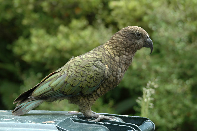 Kea