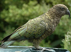 Kea