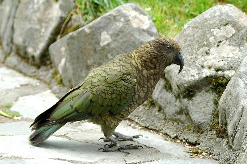 Kea