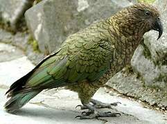 Kea