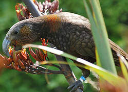 New Zealand Kaka