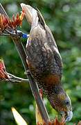 New Zealand Kaka