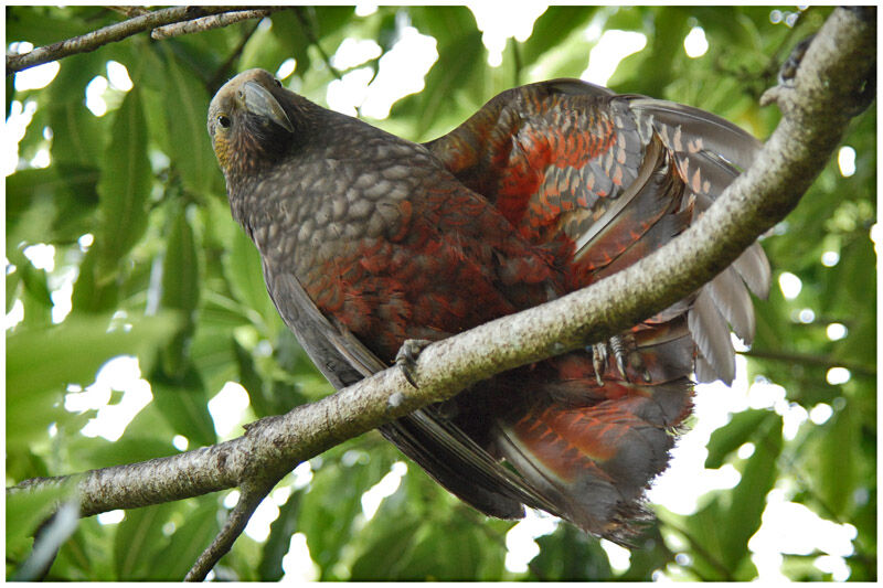 New Zealand Kakaadult