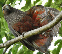 New Zealand Kaka