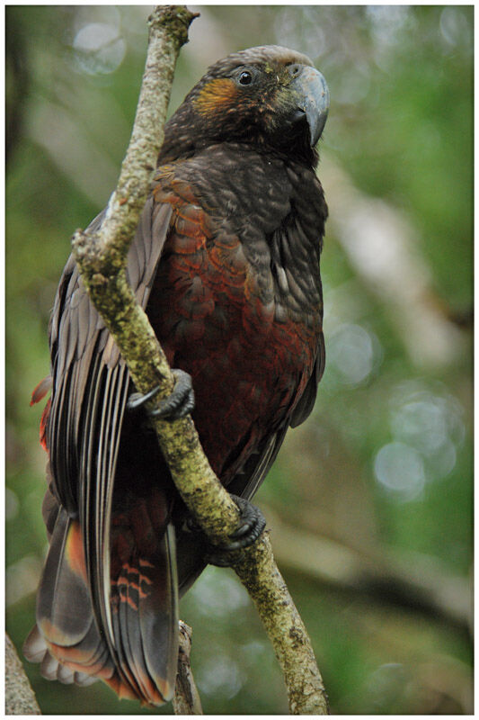 New Zealand Kakaadult