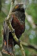 New Zealand Kaka