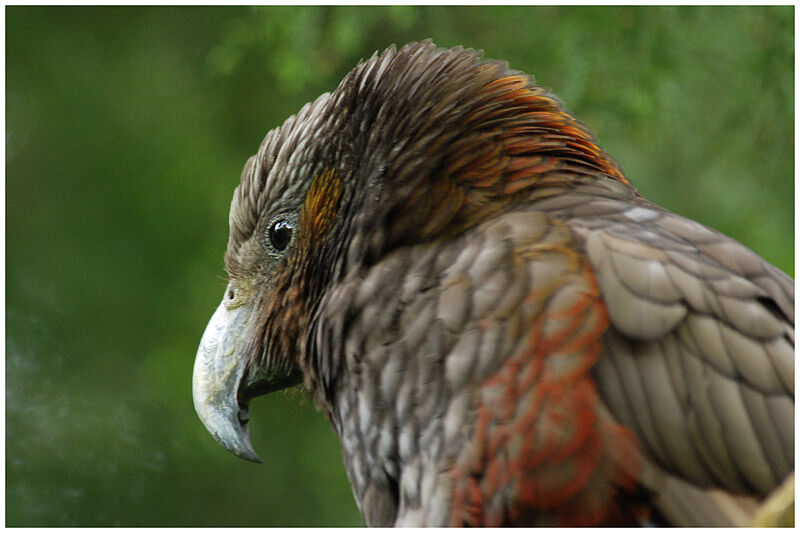 New Zealand Kakaadult