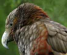 New Zealand Kaka