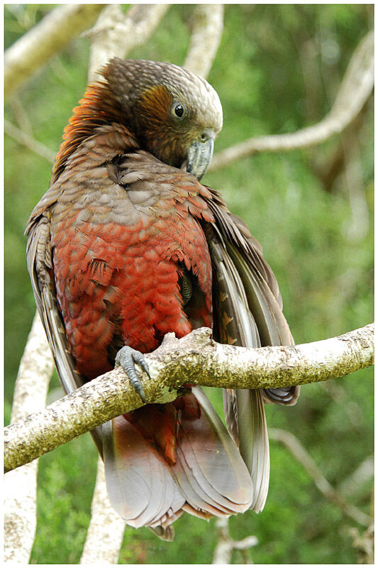 New Zealand Kakaadult