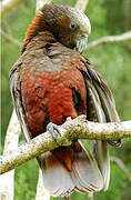 New Zealand Kaka