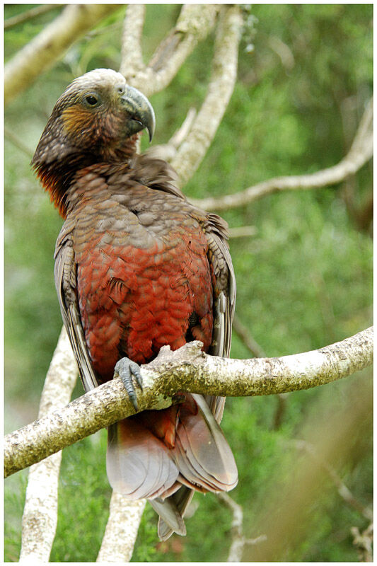 New Zealand Kakaadult